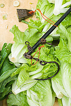 số cà mau
